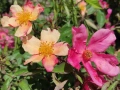 🌹 РОЗА 🌹 Chinensis Mutabilis Rosa, снимка 3