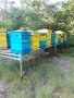 Продавам пчелни семейства с платформи, отводки и рамки с пило и пчели., снимка 5