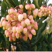 Ягодово дърво - Arbutus unedo и Arbutus unedo Rubra, снимка 4 - Стайни растения - 37512803