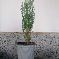 Кипарис обикновен(Cupressus sempervirens,размер около 40см.в контейнер от 0.5л., снимка 1 - Градински цветя и растения - 41877179