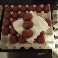Продавам  яйца за люпене от  черен мед Маран, снимка 2 - други­ - 33915786