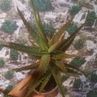 Рядък вид алое, снимка 4 - Стайни растения - 42214509