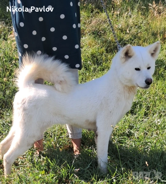 AKITA INU Female., снимка 1