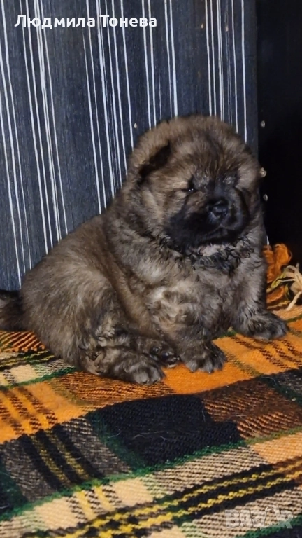 Елитно червено момченце ЧАУ ЧАУ с международно родословие, снимка 1