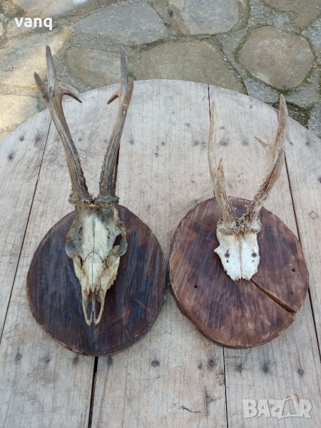 Рога от сръндак с череп + поставка за стена, снимка 1