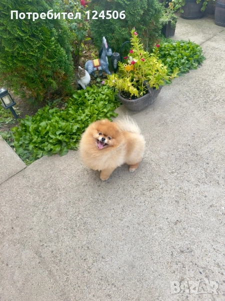 Померан мъжки за разплод FCI, снимка 1