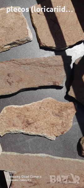 Храна за всеядни L сомове , снимка 1