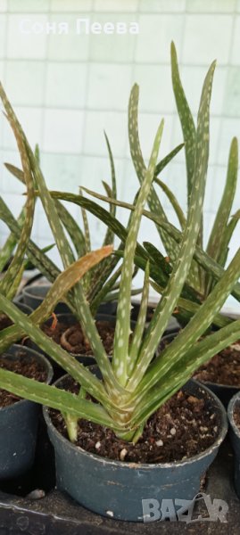 Aloe Wera, снимка 1