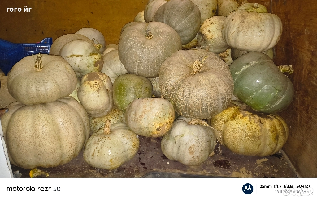 Тикви кестени бяли, снимка 1