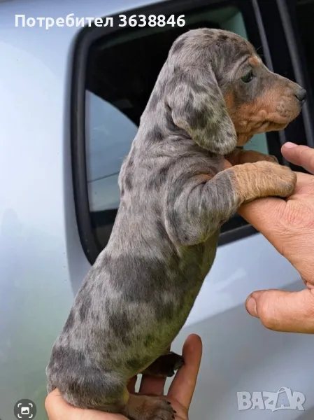 Мини дакел, снимка 1