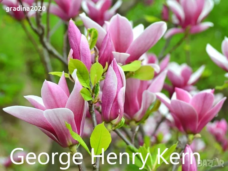 Магнолия - Magnolia НАЛИЧНИ 21 ВИДА Студоустoйчиви, снимка 1
