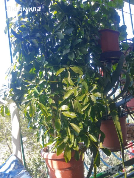 Растение,Шефлера,дърво,зелено,богато за декорация, снимка 1