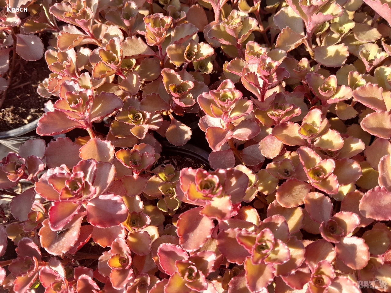 Червен седум, снимка 1