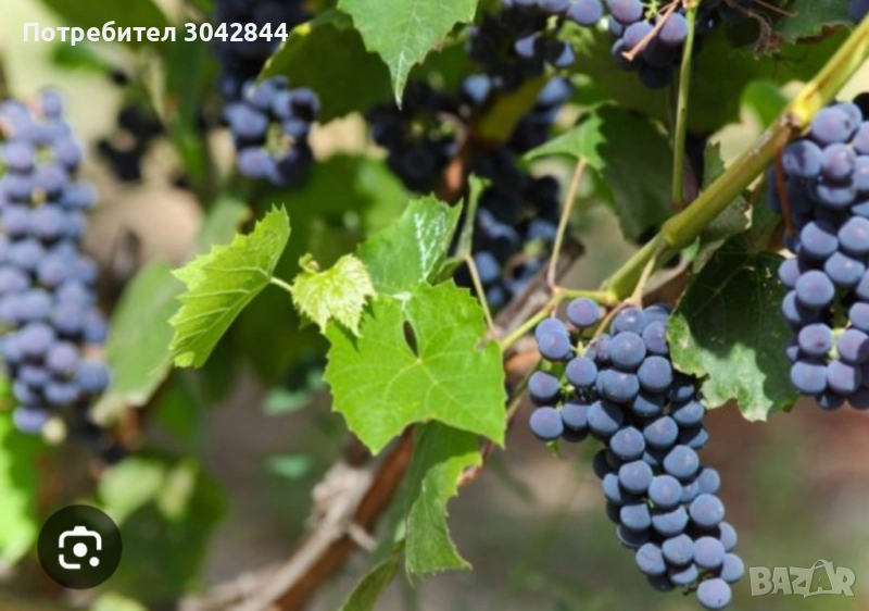 Грозде памид  около 60 кг, снимка 1