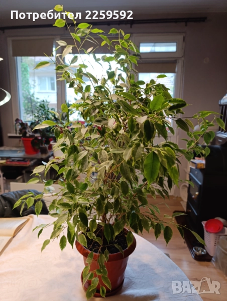 Фикус Бенджамин. С пъстри листа., снимка 1