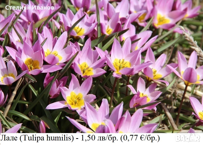 Лале (Tulipa humilis) - луковици, снимка 1