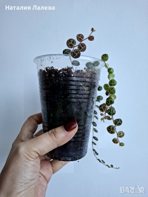 Пеперомия, peperomia prostrata, снимка 1