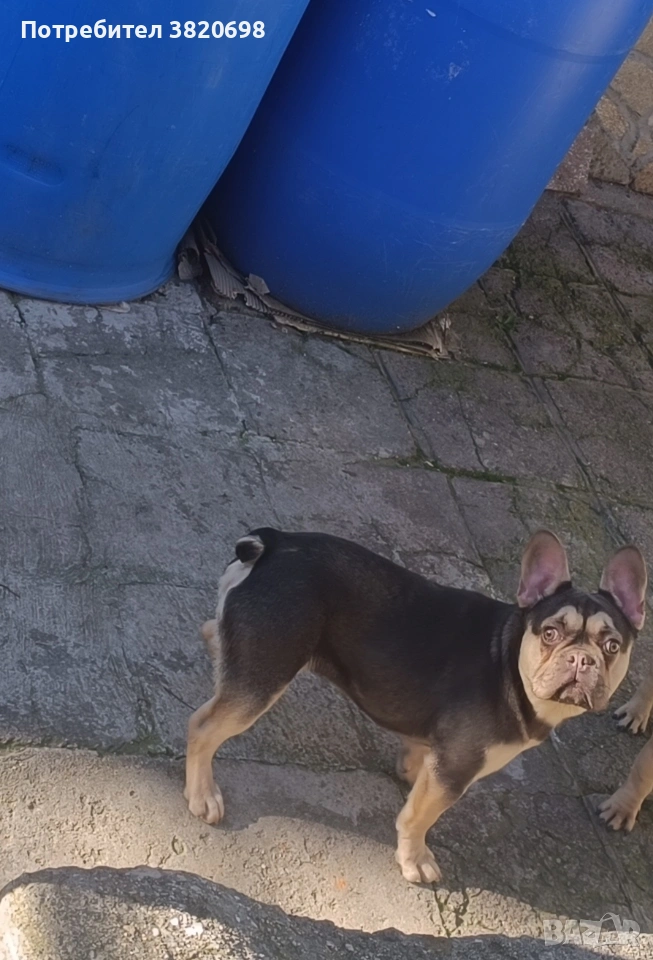 момче на 8месеца с 3 ваксини . баща флъфи, снимка 1