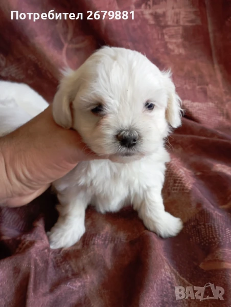 Момче и момиче малтийски болонки , снимка 1