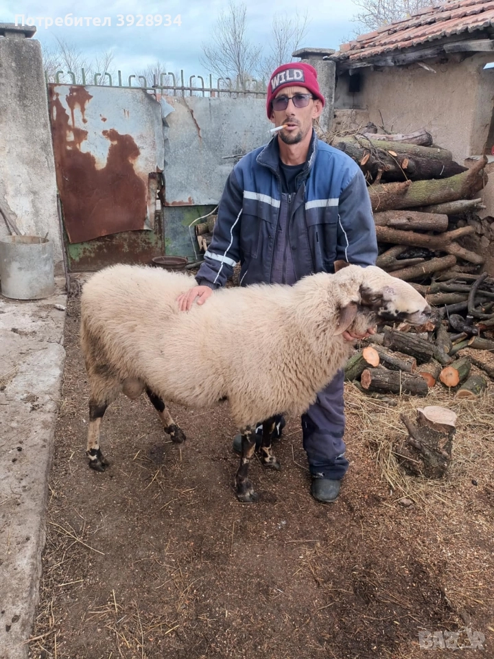 коч за дамазлък, снимка 1