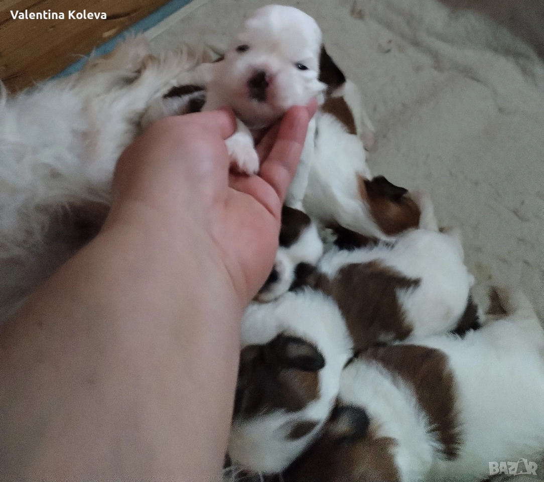 шест щастие любов, порода Ши Тцу , снимка 1