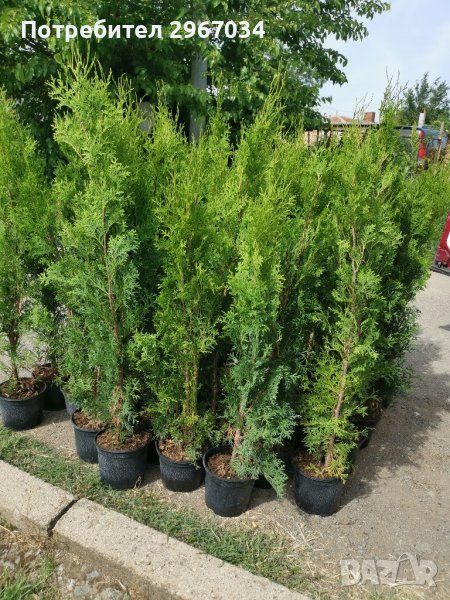 Туя фастигията , снимка 1