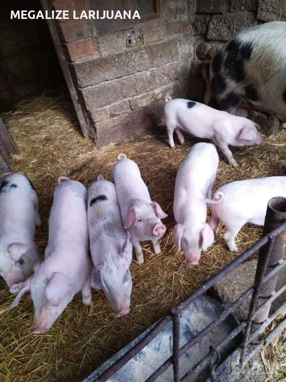 Продавам прасенца, снимка 1