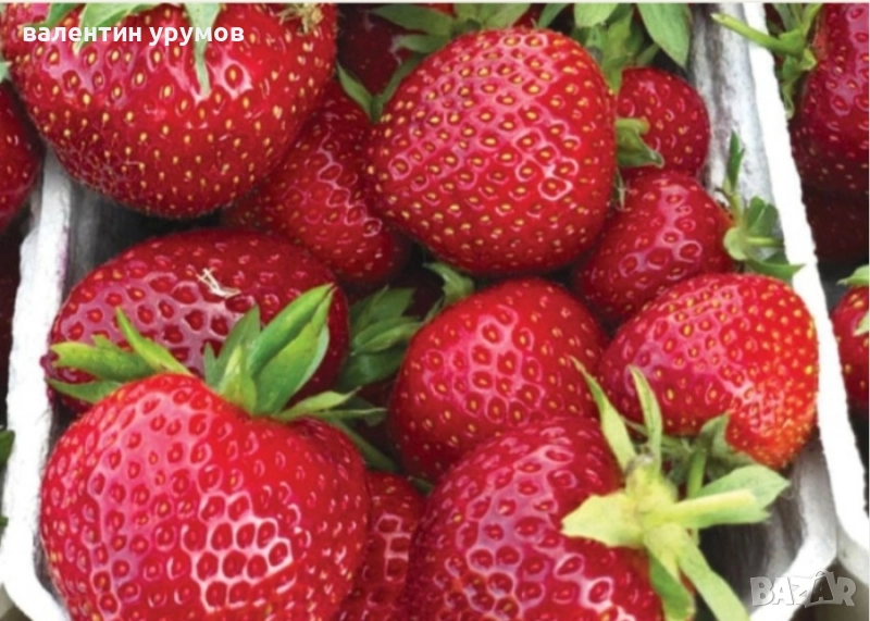 Разсад ягоди , снимка 1