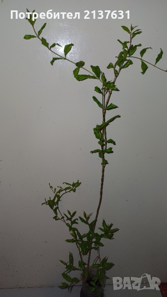 СТУДОУСТОЙЧИВ НАР в Контейнер  - Височина 110 - 115 см, снимка 1