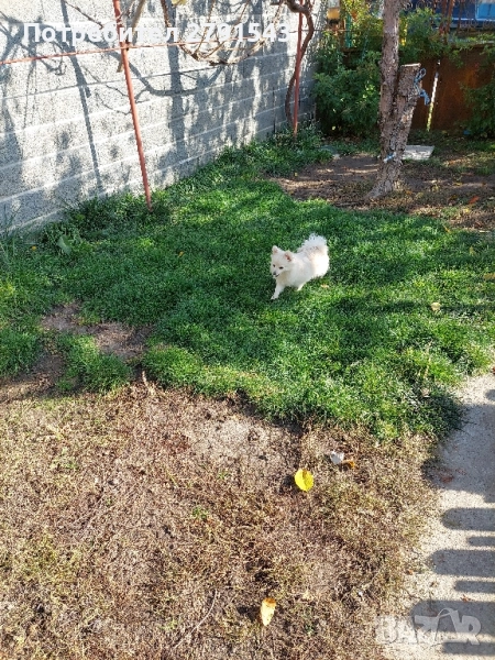 померан померанче , снимка 1