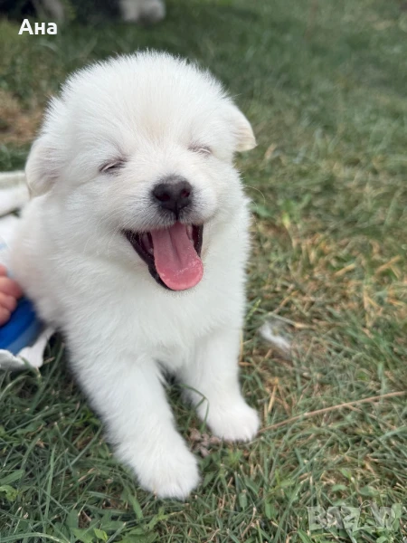 Мини шпиц, снимка 1