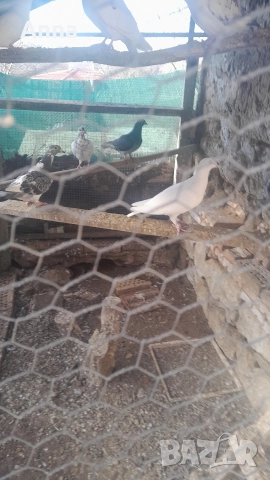 продавам пощенски гълаби