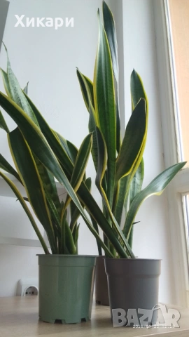 Сансевиера / Sansevieria trifasciata  , снимка 10 - Стайни растения - 50819879