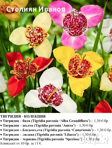 Тигридия – бяла (Tigridia pavonia ‘Alba Grandiflora’) - луковици, снимка 2 - Сортови семена и луковици - 53656542