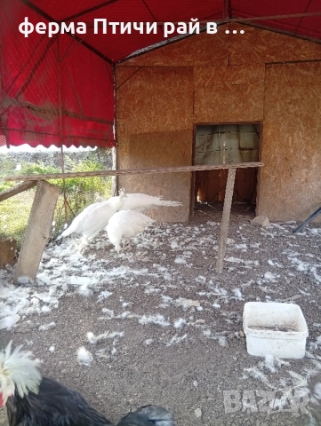 тройка бели пауни 3г, снимка 4 - други­ - 51962085