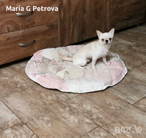 Мъжко чихуахуа, снимка 2 - Чихуахуа - 53783346