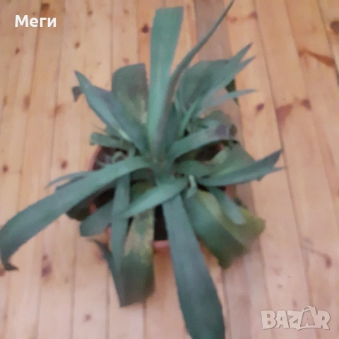 Алгаве , снимка 2 - Стайни растения - 53211586