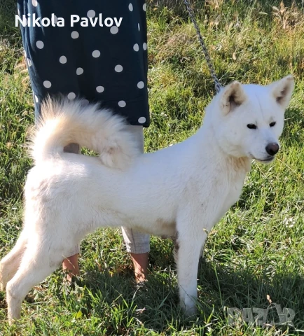 AKITA INU Female., снимка 1