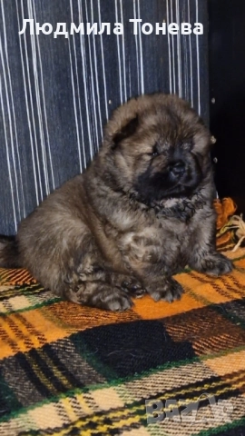 Елитно червено момченце ЧАУ ЧАУ с международно родословие