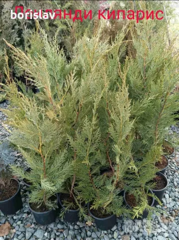 Туя(Смарагд, Фастигията и Ауреа Нана) и кипарис(леилянди, лъже и лимонов) , снимка 6 - Градински цветя и растения - 45443938