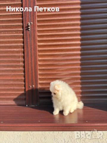 Померан , снимка 3 - Померан - 52845557