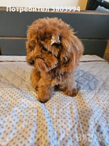 Миниатюрно той пуделче на 7 месеца, момиченце. , снимка 6 - Пудели - 53166399