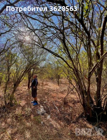 Парцел в село Захари Стояново, област Добрич, снимка 3 - Парцели - 51865292