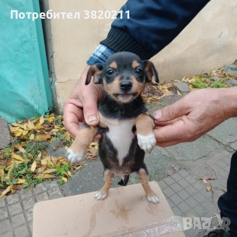 Продавам пенчер 