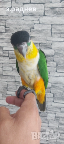 РъчнохраненЧернотеменна кайка