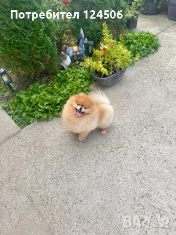 Померан мъжки за разплод FCI