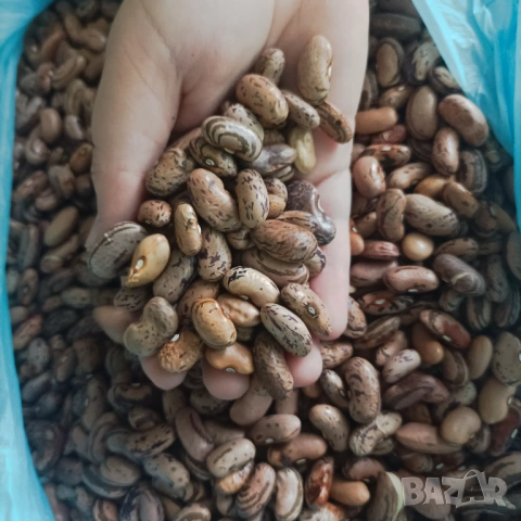 Бял и шарен боб , снимка 5 - Домашни продукти - 53627757