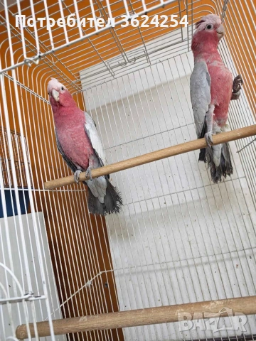 продавам чифт розови какадута, снимка 3 - Папагали - 53825153