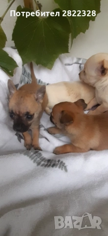 Продавам чихуахуа , снимка 1