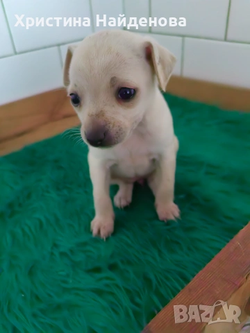 Кученце между пинчер и чихухуа 